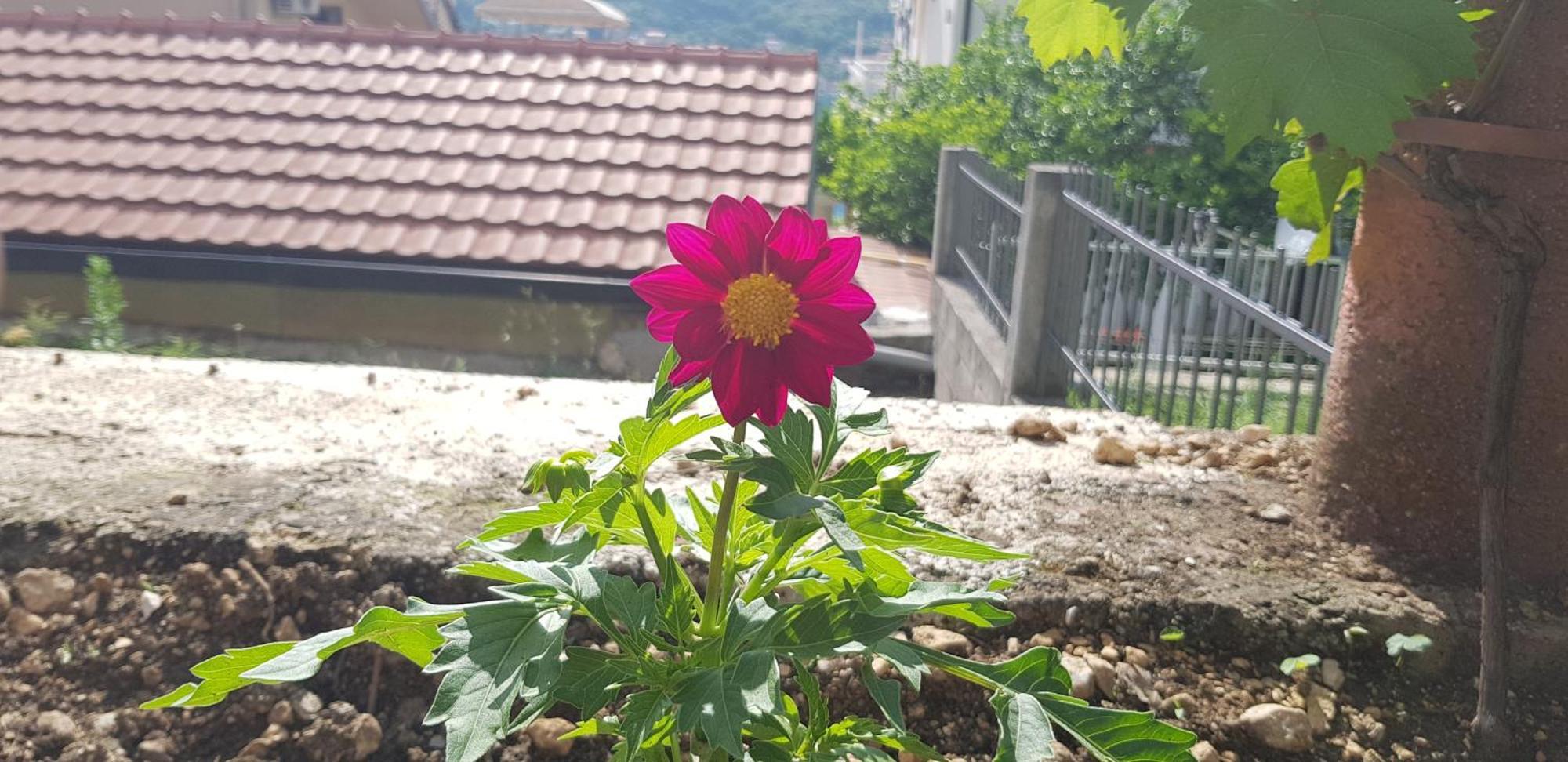 Apartments Lazarevic Kotor Kültér fotó
